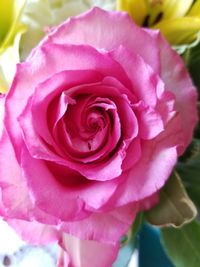 Close-up of pink rose blooming outdoors