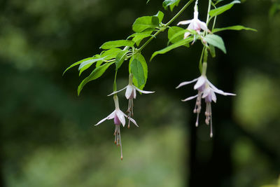 Close-up of purple flowering plant