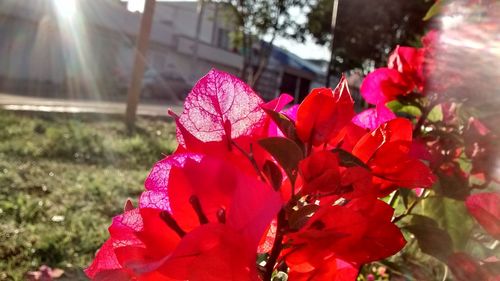 Close-up of pink flowers blooming outdoors