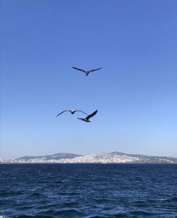 Seagulls flying over sea against clear sky