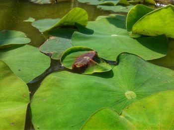 Close-up of lotus water lily