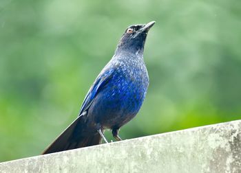 Close-up of a bird