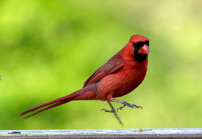 Northern cardinal hops along the deck