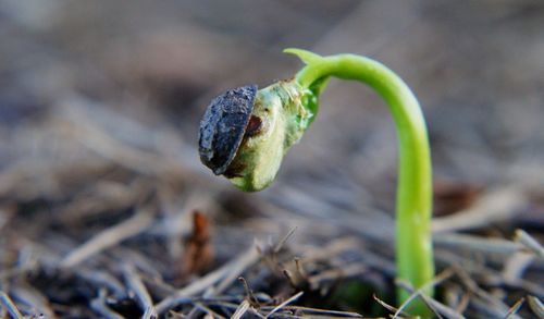 Close-up of small plant growing on land