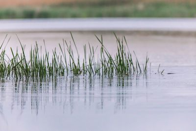 Close-up of plants in lake