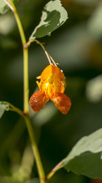 Close-up of red flower growing on plant