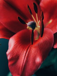 Close-up of red rose flower