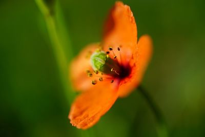 Close-up of orange flower blooming outdoors