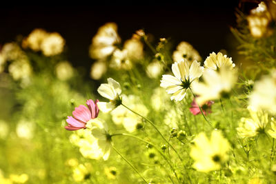 Close-up of yellow cosmos flowers blooming on field