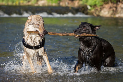 Dogs playing in lake