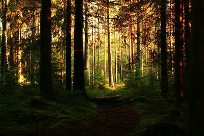 Trees in forest