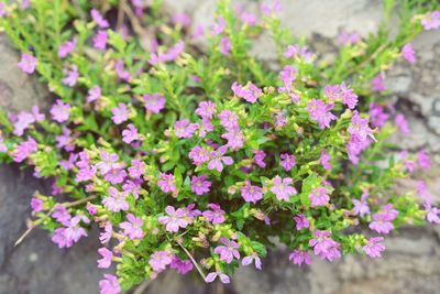 Close-up of flowers blooming outdoors