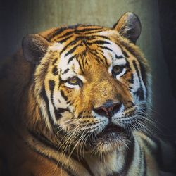 animal themes