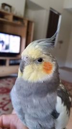 Close-up of bird at home