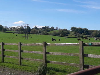 Scenic view of grassy field against sky