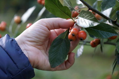 Autumn berries, hawthorn, crataegus