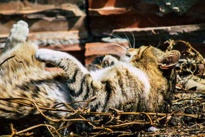 Sheep relaxing in farm