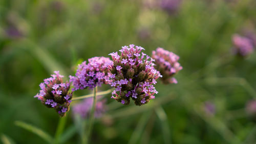 Field of purple petals of vervian flower blossom  know as purpletop vervian or verbena