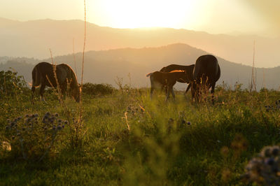 Horse grazing in field during sunset