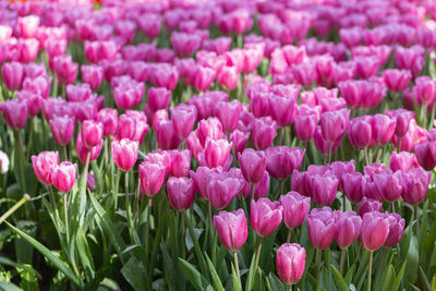 Close-up of pink flowers on field