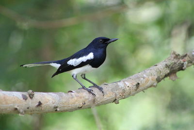 Close-up of black bird perching on tree