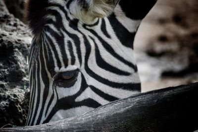 Close-up of zebra