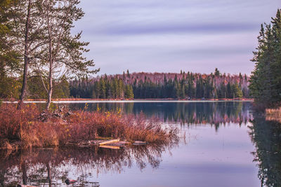 Scenic view of lake in forest against sky