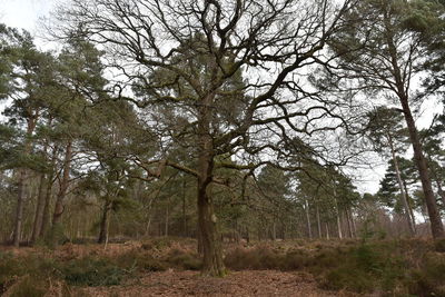 Trees in forest