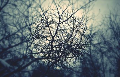 Low angle view of bare trees against sky