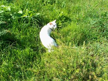 Cow on grassy field