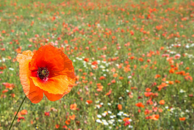 Close-up of orange poppy on field