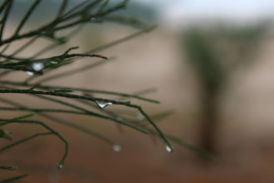 Close-up of wet plant