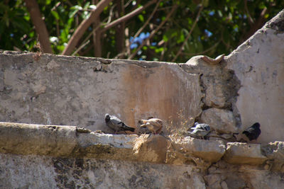 Birds perching on stone wall