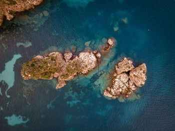 High angle view of crab in sea