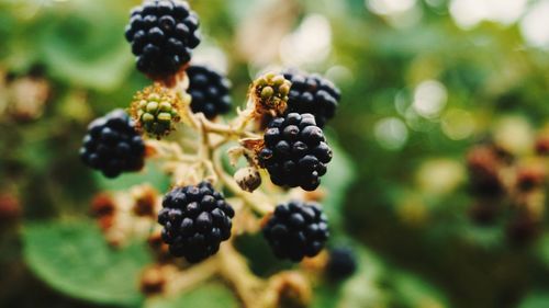 Close-up of berries growing on plant