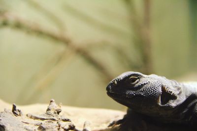 Close-up of monitor lizard on field