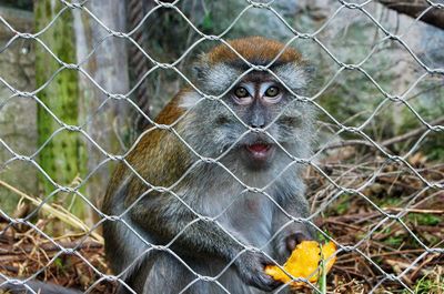 Close-up of monkey on chainlink fence