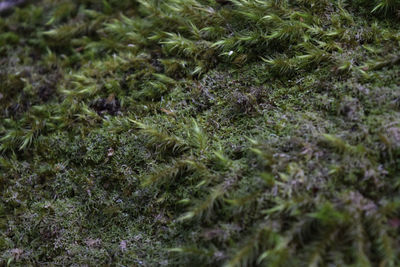 Full frame shot of moss growing on field