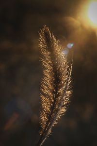 Close-up of plant