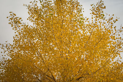 Low angle view of autumn tree against clear sky