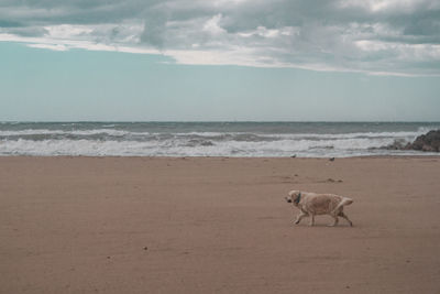 A dog running at the sea