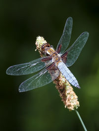 Close-up of insect on plant