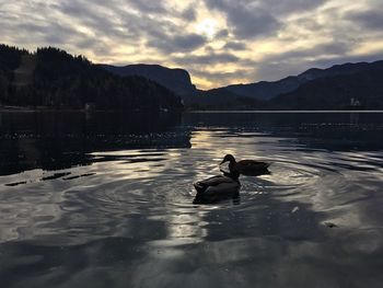 Swans in lake against sky during sunset