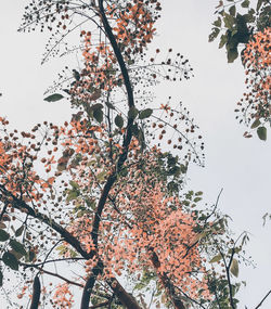 Low angle view of flowering tree against sky