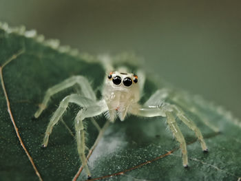 Close-up of spider