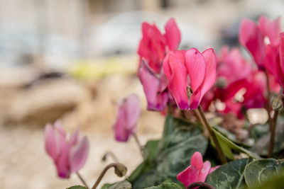 Close-up of pink roses