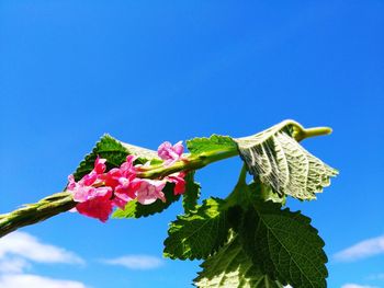 Low angle view of fresh pink flowers against blue sky