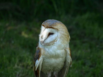 Close-up of a bird on field