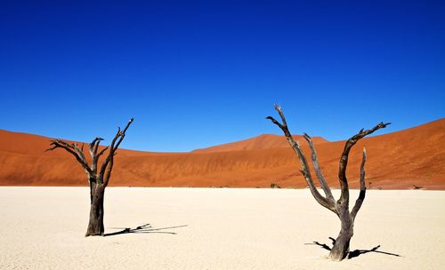 Two dry trees against sand dunes in namibia