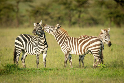 Plains zebra stands nibbling another by foal